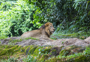 Naklejka na ściany i meble lion hunts in the wild jungles of Africa