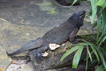 Varanus in the wild jungle