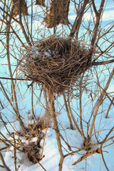 bird's nest of thin dry branches in the bushes