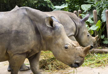 Fototapeta premium large adult rhino eating grass in a zoo