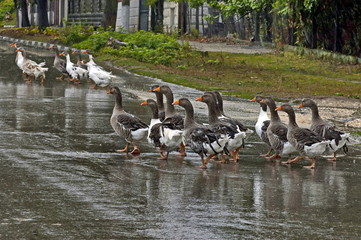 Group of many domestic ducks return  in the rain  at home