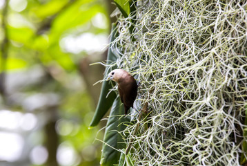 little bird makes a nest close-up shot