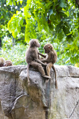 monkeys in the wild filmed close up