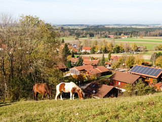 horses grazing