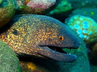 Moray eel, Island Bali, Tulamben