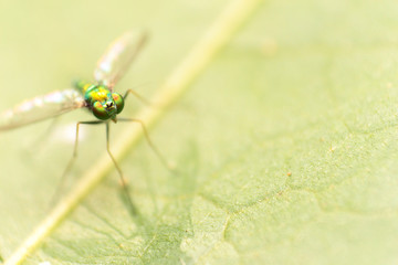 close-up extreme macro little insect soft focus details nature b