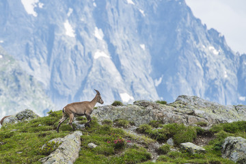 Obraz premium Alpine ibex on a rock on a mountain