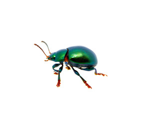 Green beetle