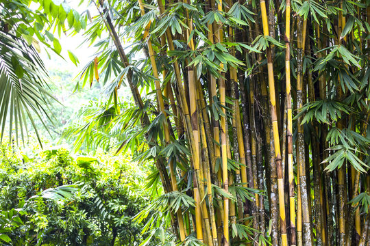 bamboo grove in the jungles of the Philippines