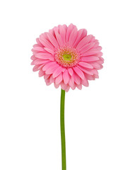 Pink gerbera