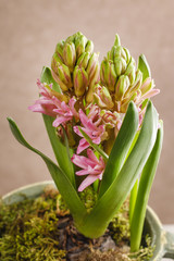 Pink hyacinth flower