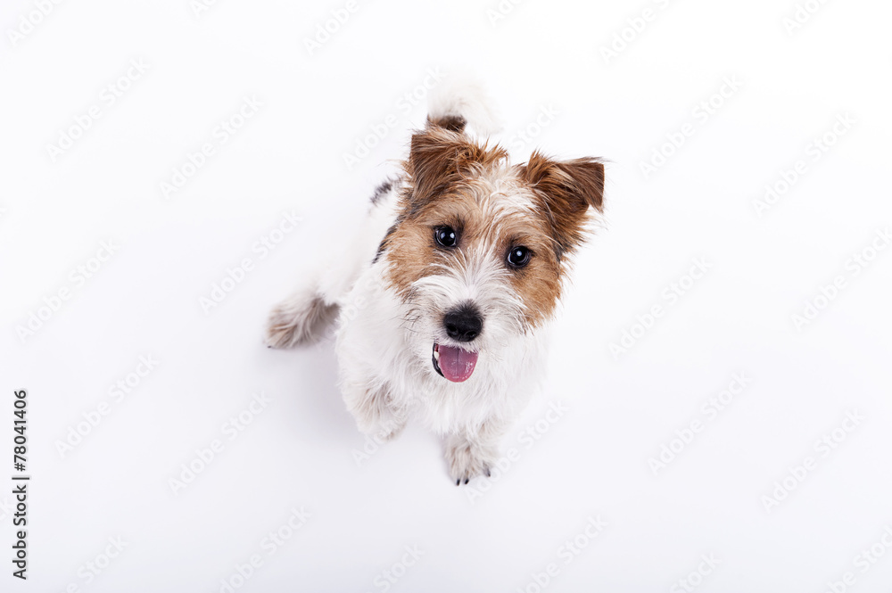 Wall mural nice, cute dog jack russell terrier with pleasure looks at the c