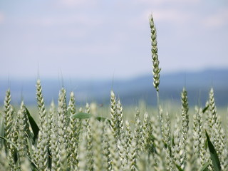 Weizenfeld
