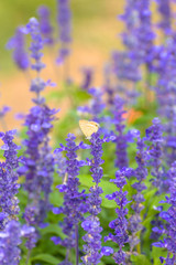 lavender flowers in garden.
