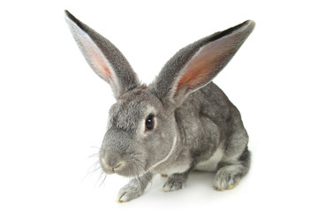 Fototapeta na wymiar gray rabbit