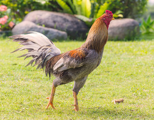Rooster or cock on green grass