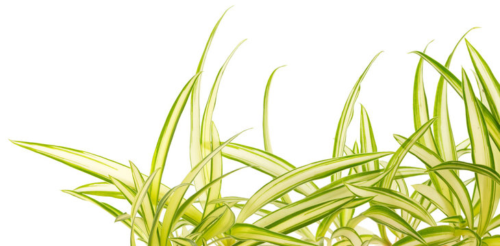 plante araign&eacute;e, Phalang&egrave;re, phalangium