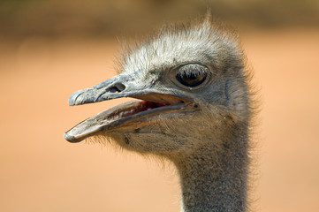 the head of the ostrich