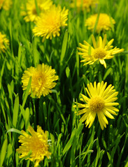 yellow dandelion