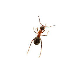Ant on white