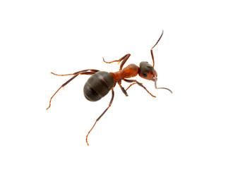 Ant on white