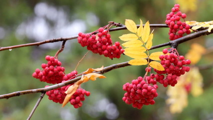 red ashberry - autumn