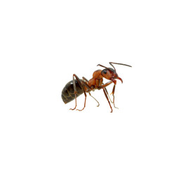 Ant on white