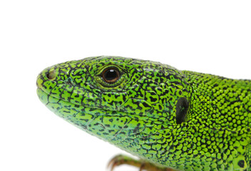 green lizard