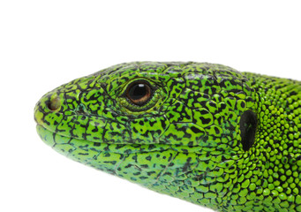 green lizard