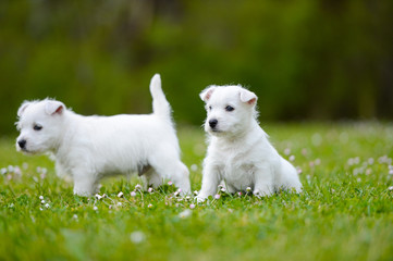 Fototapeta premium Westi Puppy - Dog West Highland Whithe
