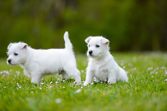 Westi Puppy - Dog West Highland Whithe