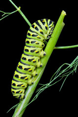 Сaterpillar of swallowtail 2