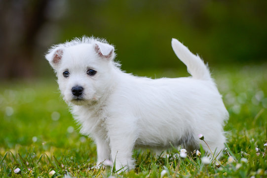 Westi Puppy - Dog West Highland Whithe