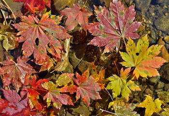 Fototapeta na wymiar Autumn leaves on water 11