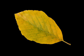 Buchenblatt, Faerbung, Fagus, sylvatica, Herbstfaerbung,