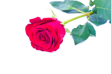 Red rose isolated on white background.