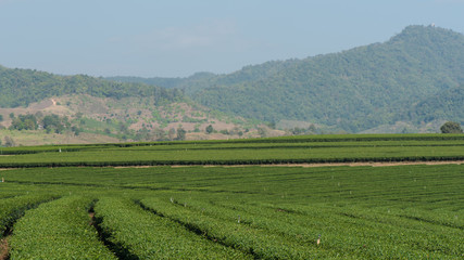 Fototapeta na wymiar Tea plantation