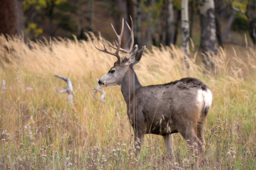 Mule deer in aspen