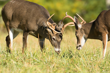 White-tailed deer bucks