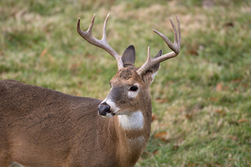 White-tailed deer buck