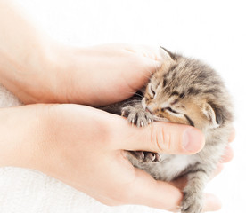lovely tabby kitten in human palms on a white blanket