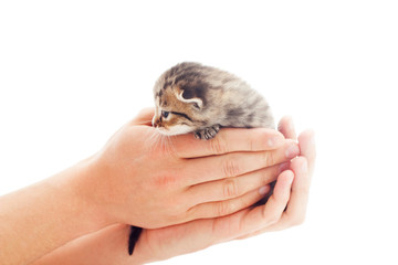 cute kitten in human hands