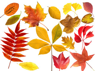 Herbstblaetter; bunt; leuchtend; Blatt; Blaetter;