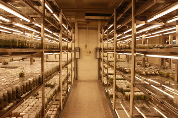 Plant tissue culture