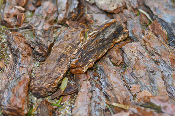 pine pieces