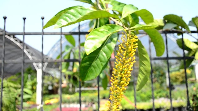 Wind with Petreovitex bambusetorum Flowers in Garden