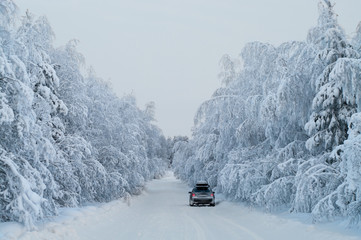 Traveling on car winter road with hanging snowy pine branches