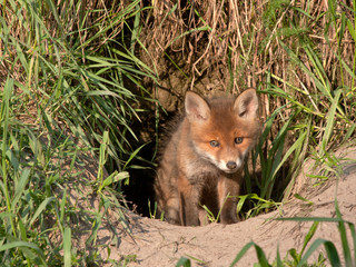 Naklejka premium Young fox comes out of the hole