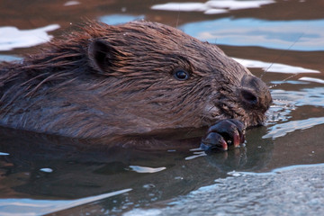 Close-up of Eurasian beaver (Castor fiber)