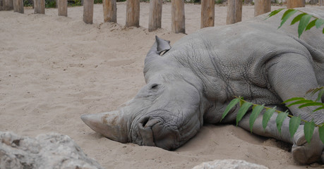 rhino lying in the sand